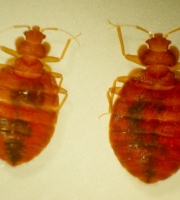 bed-bug-twins-top-view